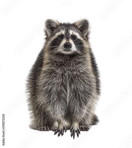Photography Young Raccoon standing in front and facing at the camera isolated on white