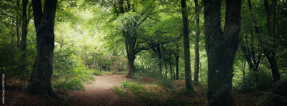 Idless woods near Truro Cornwall England uk Idless woods near Truro Cornwall England uk