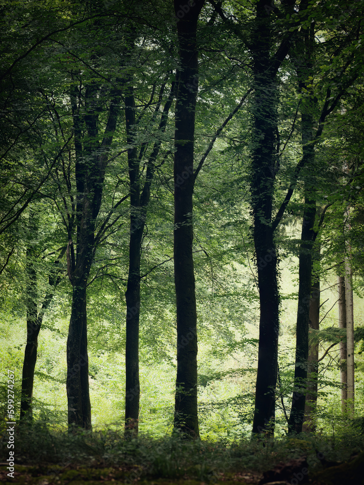 Fototapeta premium Idless woods near Truro Cornwall England uk 