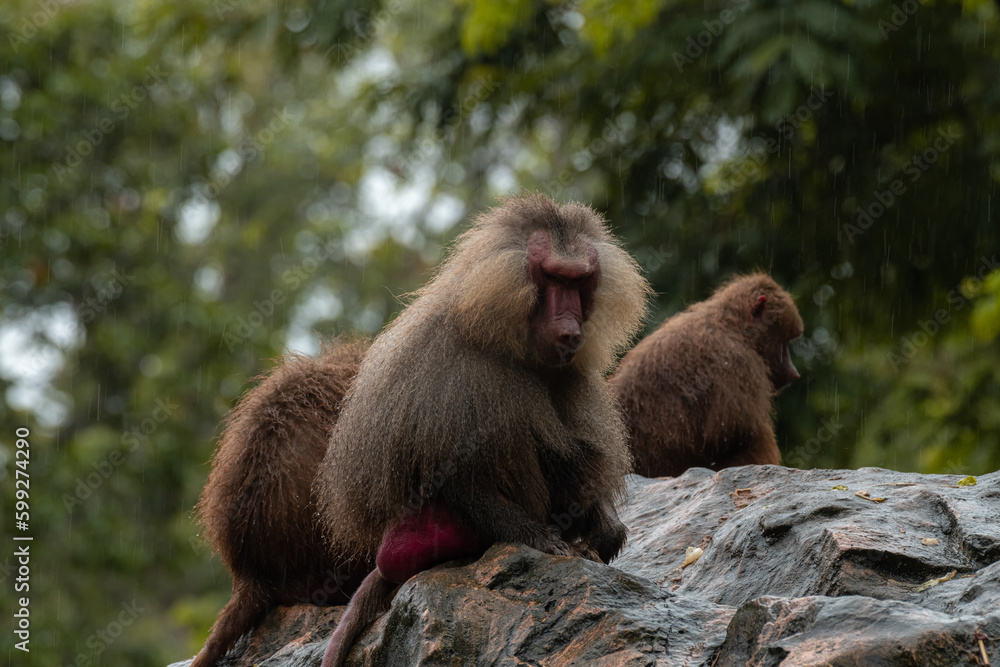 The hamadryas baboon, Papio hamadryas is a species of baboon, being native to the Horn of Africa and the southwestern tip of the Arabian Peninsula. The hamadryas baboon, Papio hamadryas is a species of baboon, being native to the Horn of Africa and the southwestern tip of the Arabian Peninsula.
