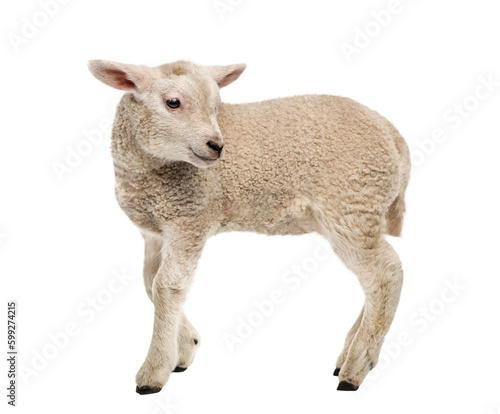 Lamb (8 weeks old) isolated on white photo