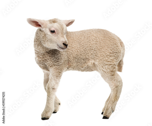 Photos Lamb (8 weeks old) isolated on white