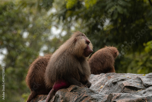 Hamadryas baboons (papio hamadryas) sitting together outdoors, rainy day, close up, copy space for text © Tatiana Kashko