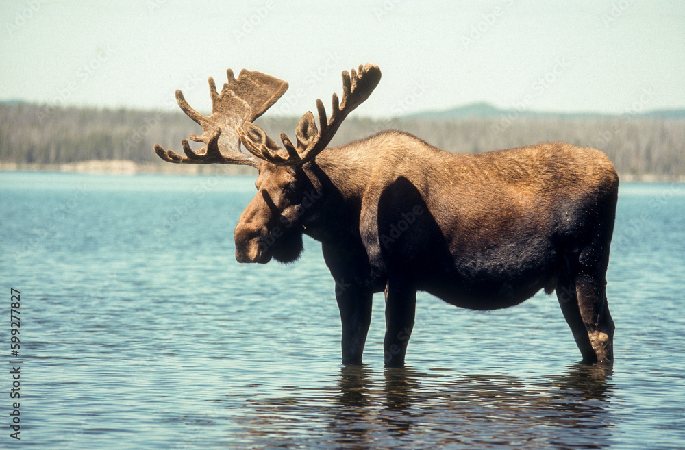 Fototapeta premium Elan d'Amerique, Orignal, Alces alces, Parc national du Yellowstone, U.S.A