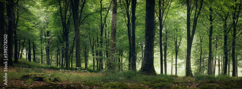 Idless woods near Truro Cornwall England uk 