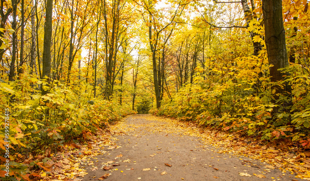 Obraz premium Golden autumnal forest with sunbeams