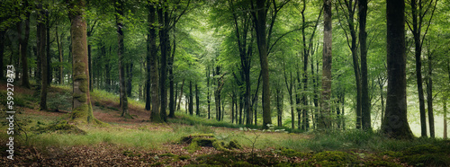 Idless woods near Truro Cornwall England uk 