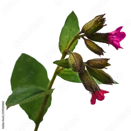 Single growing stem of common lungwort with buds and pink flowers isolated on white or transparent background. Clipart of a flowering plant used in herbal alternative medicine