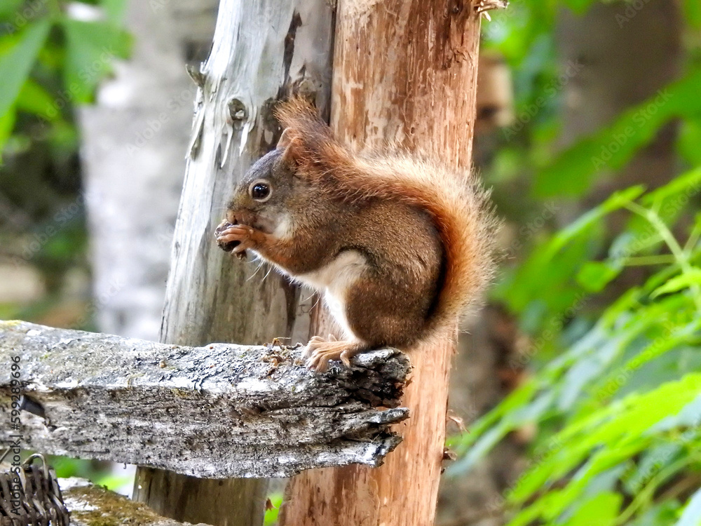 red squirrel enjoying a snack