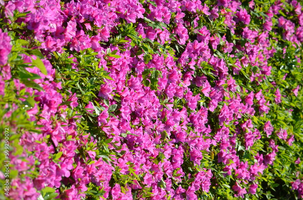 鮮やかな紫の花 鮮やかな紫の花