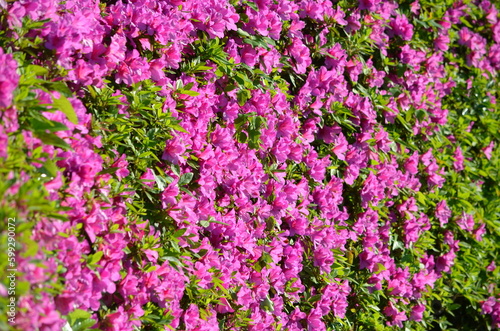 鮮やかな紫の花