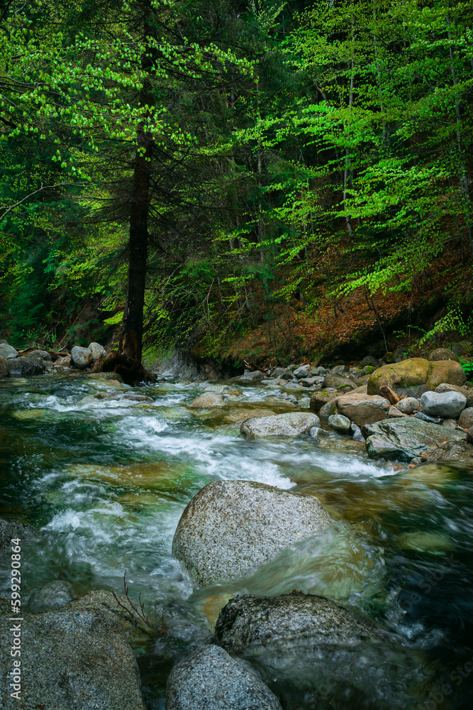 Obraz premium Beautiful low angle view of a river and rocks in the foreground in the forest.