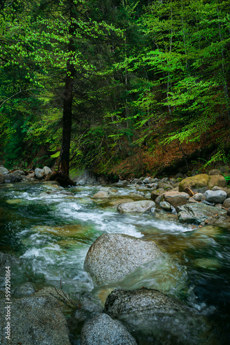 Beautiful low angle view of a river and rocks in the foreground in the forest.