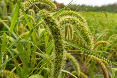 seedhead of foxtail millet. foxtail millet crops in the fields. Scientific name of Setaria Italica photo