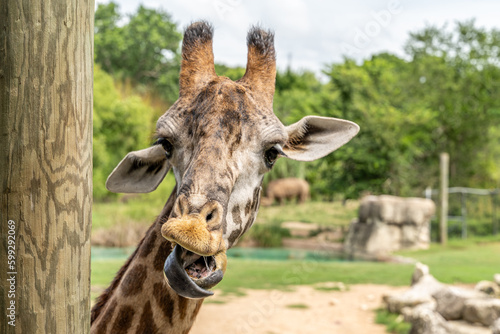 Giraffe with a Long Tongue © Ken