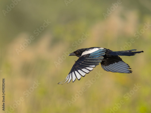 Black-Billed Magpie (Pica pica) in flying. © VitOt