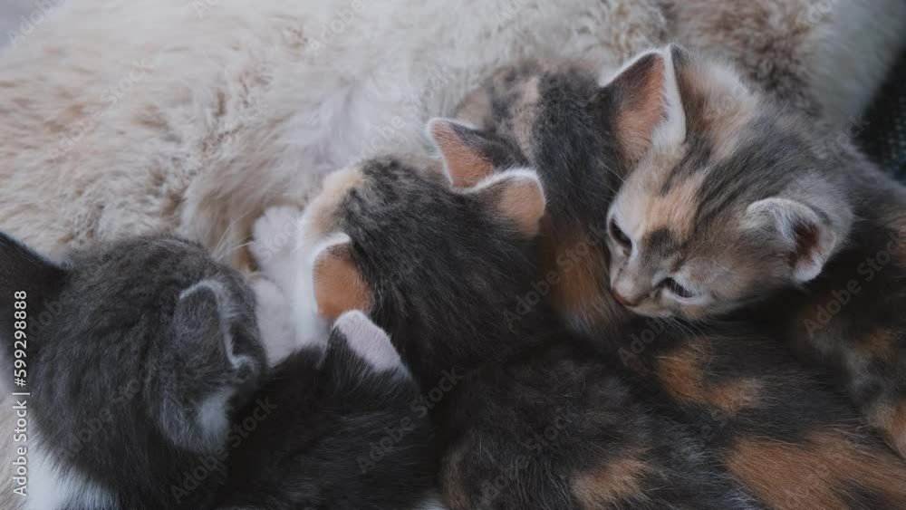 Concept of pets. Few tiny little kittens are eating milk of mother cat. Top view. Street mongrel cats. 4k horizontal slow motion footage. Concept of pets. Few tiny little kittens are eating milk of mother cat. Top view. Street mongrel cats. 4k horizontal slow motion footage.