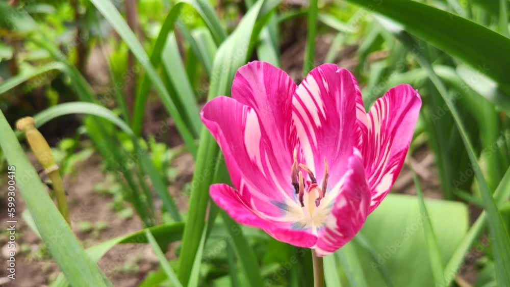 pink tulip with white veins close-up in the wind pink tulip with white veins close-up in the wind