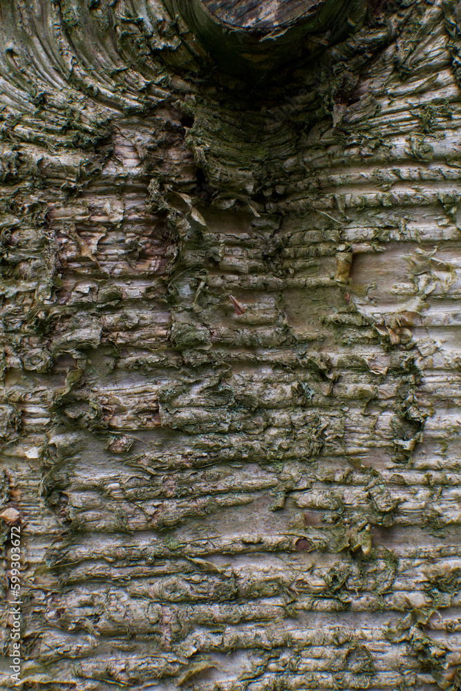 Bark Texture Example Image Botany angiosperms, b. alleghaniensis, bark, bark texture, bark tree, betula ...