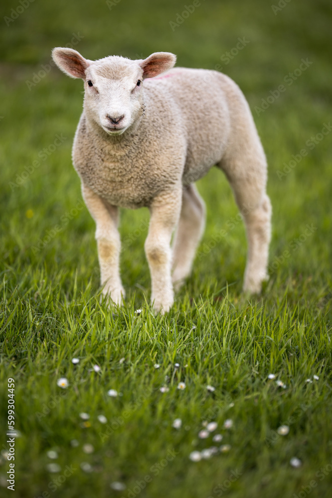 Grass-eating sheep on a lush meadow. sheep munching on grass in a meadow. Grass-eating sheep on a lush meadow. sheep munching on grass in a meadow.