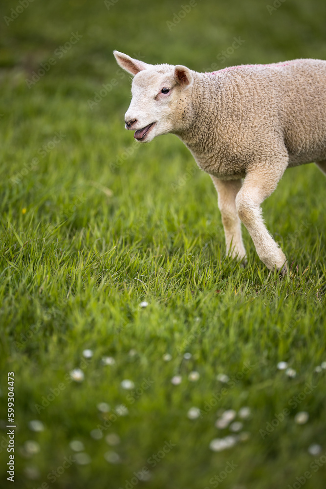 Obraz premium Grass-eating sheep on a lush meadow. sheep munching on grass in a meadow.