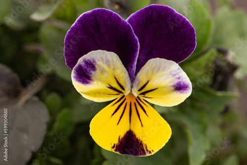 Viola tricolor, lat. Johnny Jump up, or Viola cornuta, lat. Horned Violet