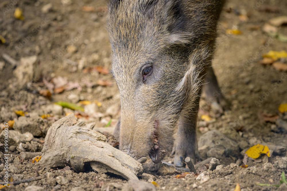 A young boar in the forest looking for food A young boar in the forest looking for food