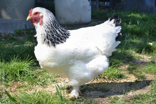 White Brahma Hen