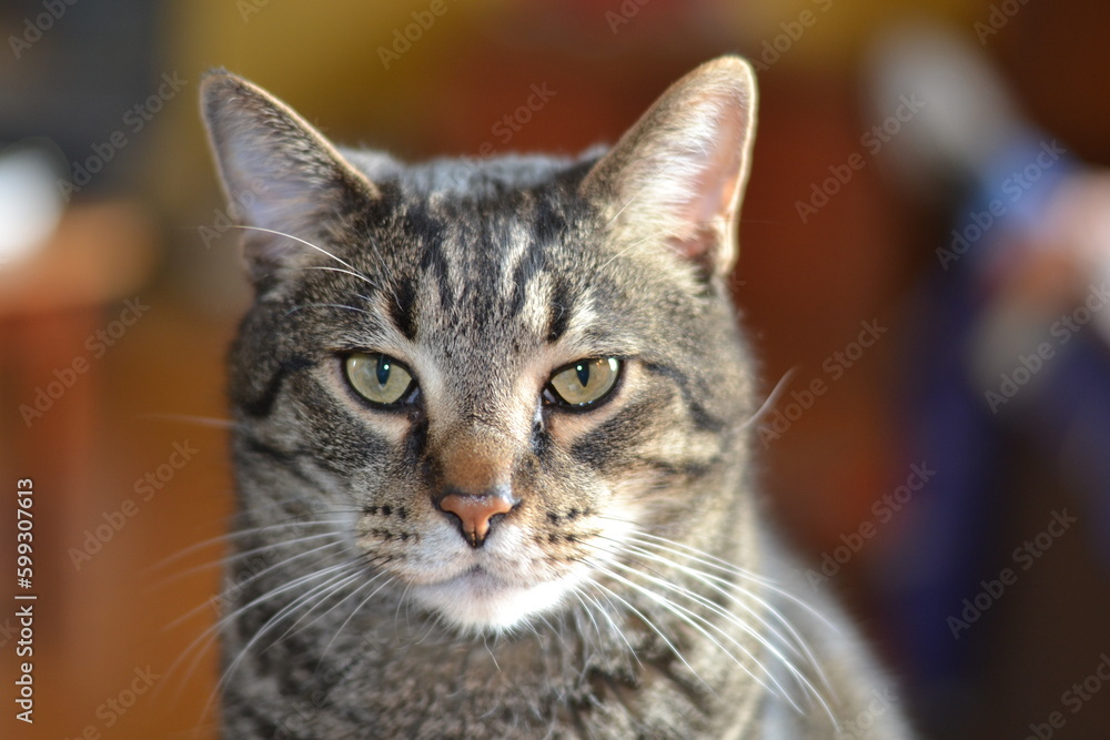 Portrait of a striped cat