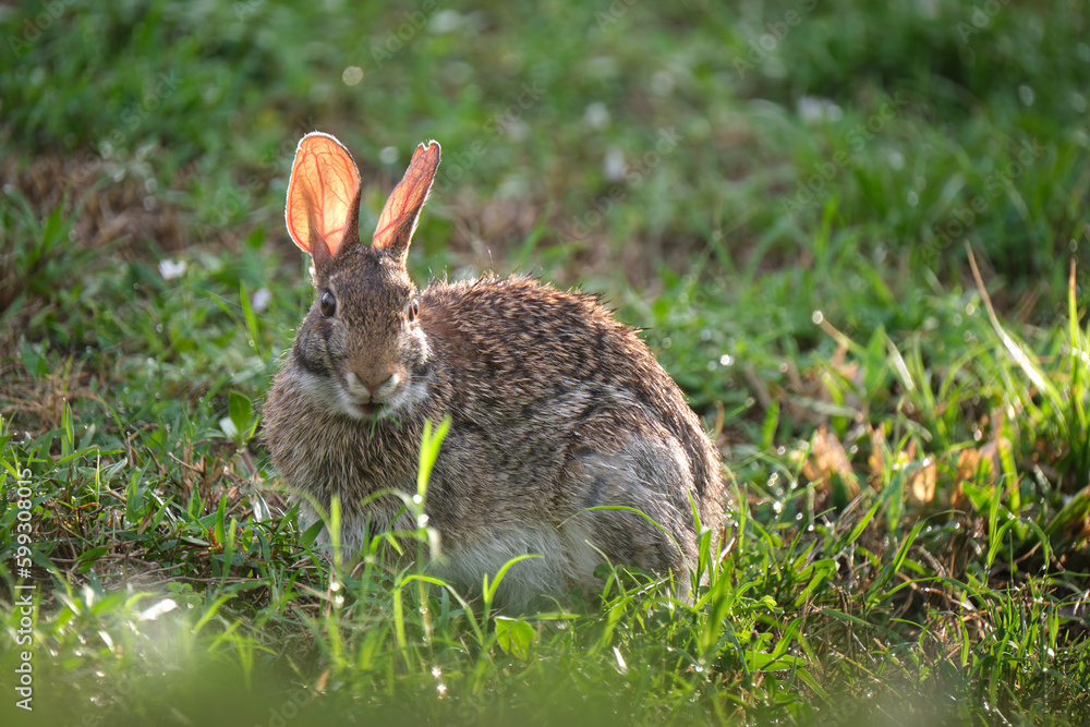 Fototapeta premium Grey small hare eating grass on summer field. Wild rabbit in nature