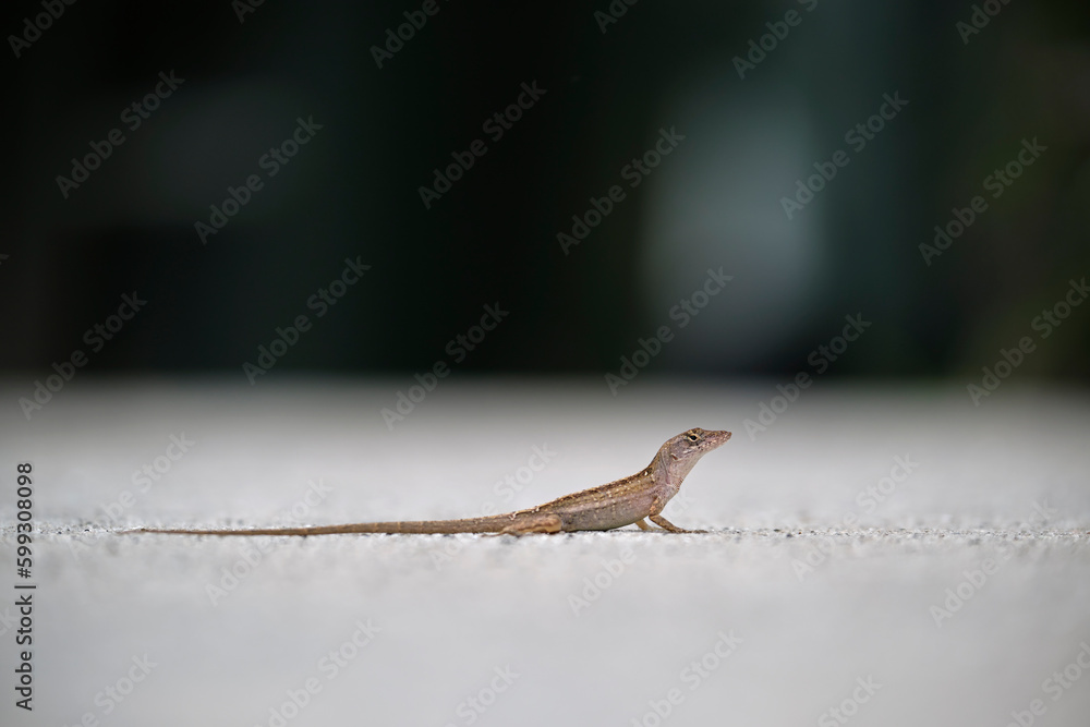 Fototapeta premium Macro closeup of blown alone lizard warming on summer sun. Anolis sagrei small reptile in native to Florida USA