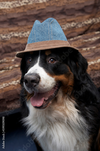 Dog Berner Sennenhund in a hat looks at the camera. Berner sennenhund or bernese cattle dog stock photo