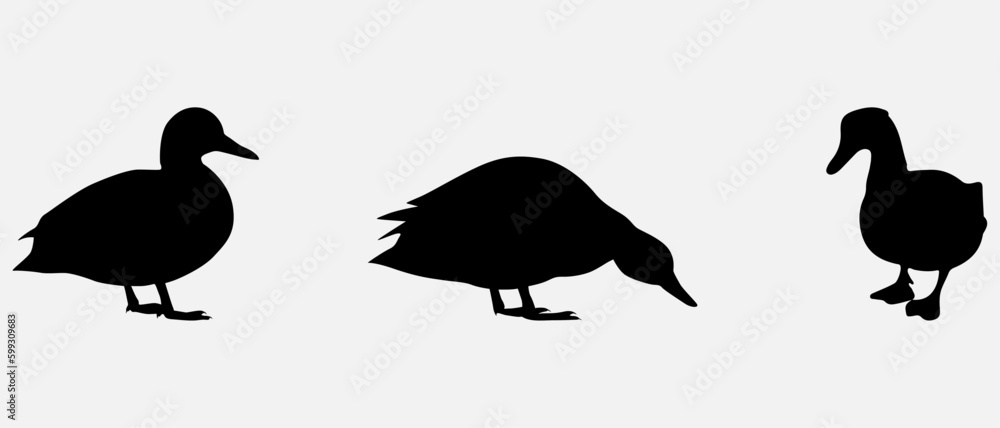 Obraz premium isolated black silhouette of a duck , vector collection