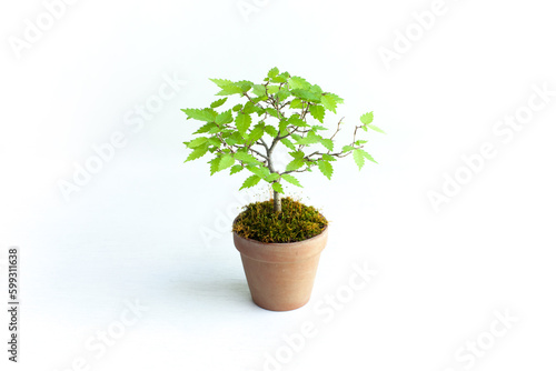 Potted Plant, Small Bonsai Tree
