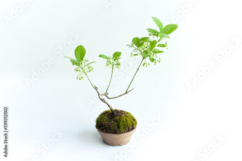 Potted Plant, Small Bonsai Tree