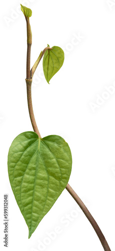 close-up of betel vine  piper betel  new leaves grow in evergreen perennial climber plant native to southeast asia  commercially important vine isolated