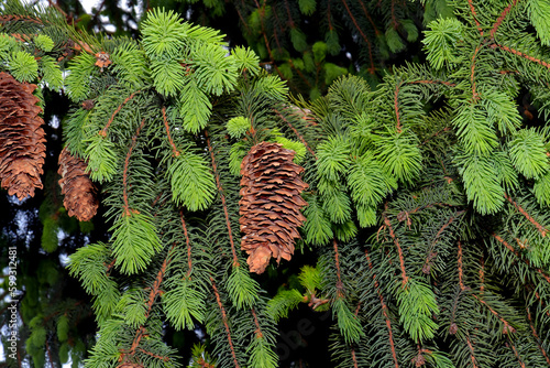 Opened cones on a Christmas tree