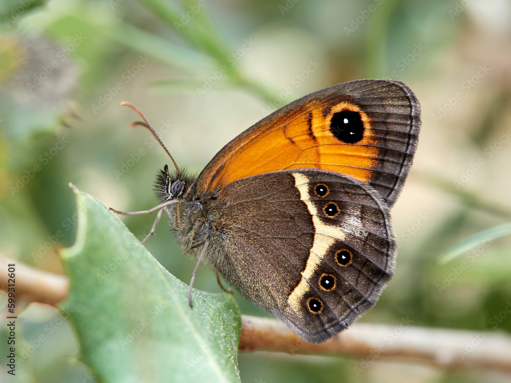 The Spanish gatekeeper. Pyronia bathsebai The Spanish gatekeeper. Pyronia bathsebai