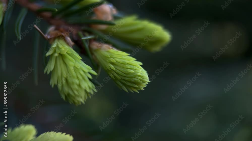Macro Young Growing Pine Cone Needles On Branch Macro Young Growing Pine Cone Needles On Branch