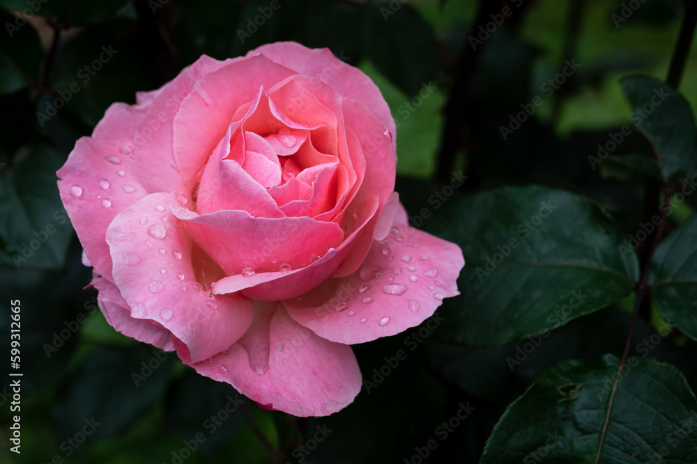 Pink Rose flower with raindrops in the garden. Close-up of a pink rose on a dark green background. Pink Rose flower with raindrops in the garden. Close-up of a pink rose on a dark green background.