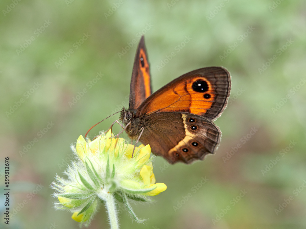 The Spanish gatekeeper. Pyronia bathsebai The Spanish gatekeeper. Pyronia bathsebai