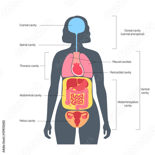 Body cavities poster