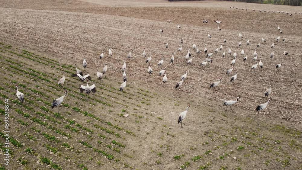 Endangered species of hungry herons in search of food in agricultural field at spring. Wildlife and bird fauna population conservation. Ornithology Endangered species of hungry herons in search of food in agricultural field at spring. Wildlife and bird fauna population conservation. Ornithology