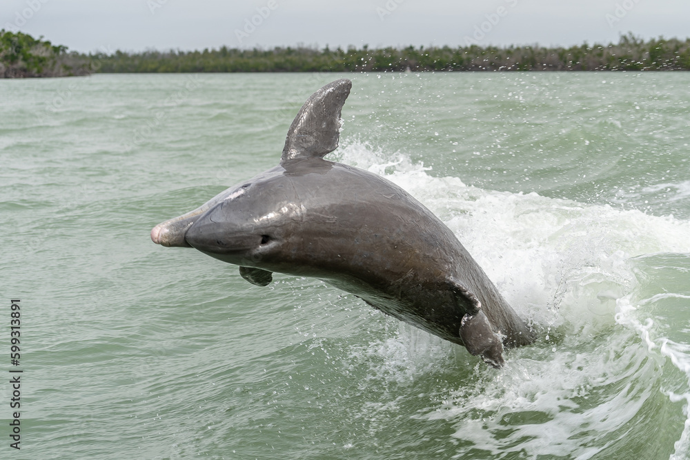 Obraz premium Bottlenose Dolphin Jumping