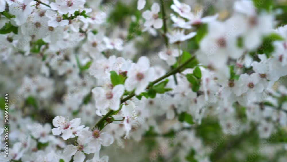 Close-up brunch of cherry blossom. Flower background. White cherry flowering tree in garden Close-up brunch of cherry blossom. Flower background. White cherry flowering tree in garden