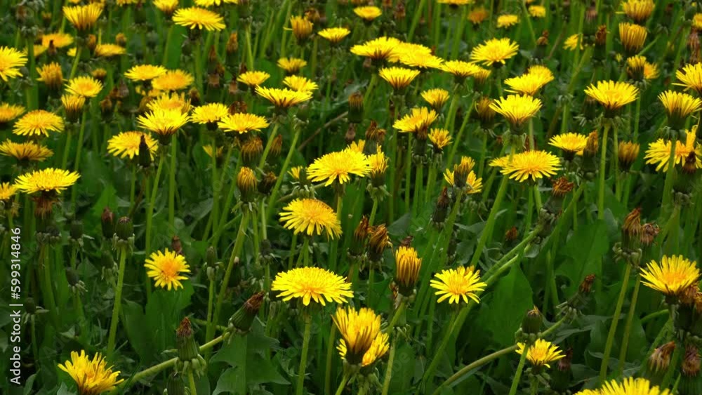 Yellow dandelions. Bright dandelion flowers on background of green spring meadows. Spring garden Yellow dandelions. Bright dandelion flowers on background of green spring meadows. Spring garden