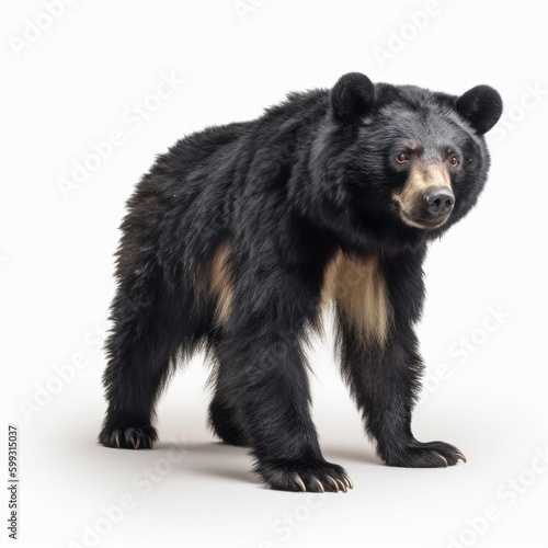 bear, animal, black, mammal, wild, wildlife, nature, zoo, fur, brown, black bear, carnivore, predator, animals, cute, brown bear, dangerous, big, forest, sun, danger
