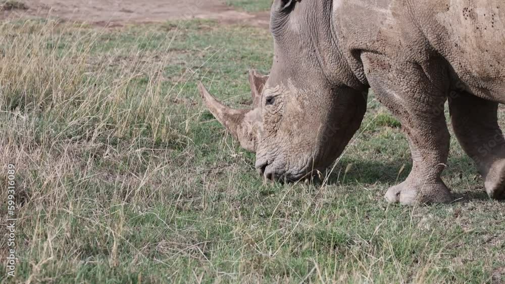 White Rhino rhinocerous grrazing in Nakuru national park White Rhino rhinocerous grrazing in Nakuru national park