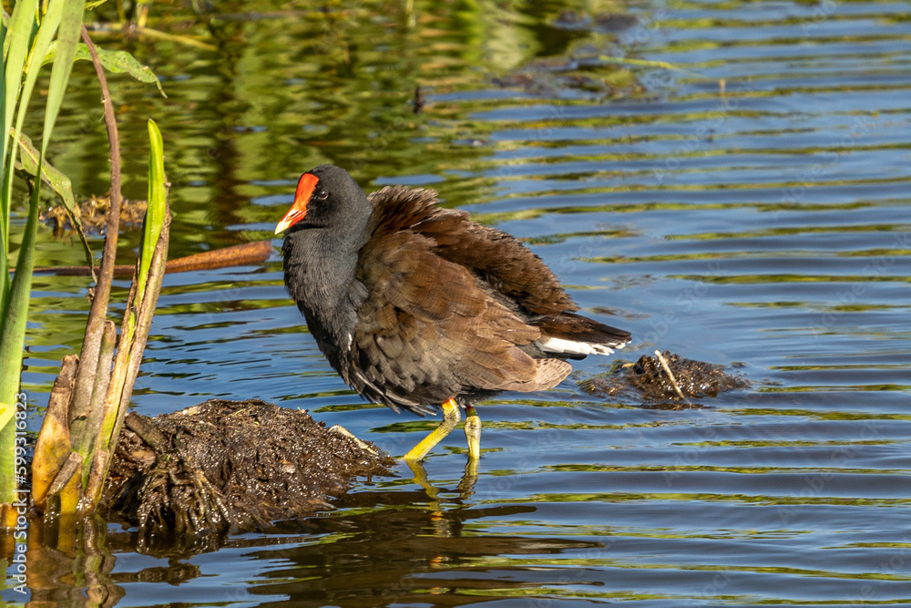 Common Moorhen in the Florida Everglades Common Moorhen in the Florida Everglades