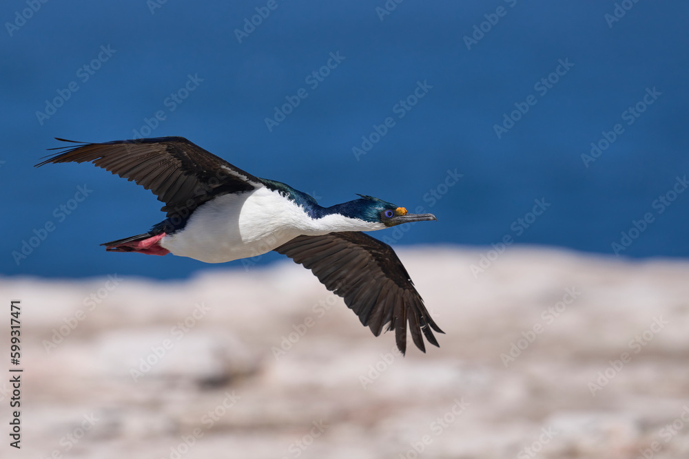 Imperial Shag (Phalacrocorax atriceps albiventer) in flight coming in to land at a breeding colony on Sea Lion Island in the Falkland Island Imperial Shag (Phalacrocorax atriceps albiventer) in flight coming in to land at a breeding colony on Sea Lion Island in the Falkland Island